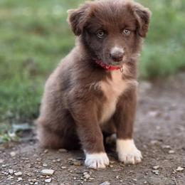 Romal - Red & white male Australian Shepherd puppy in Keyser, West Virginia from Heartfelt Hollow Farm