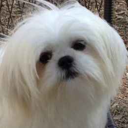 Shih Tzus from Gulf Coast Shih Tzus