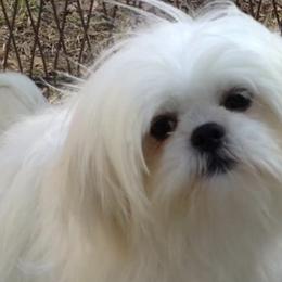 Shih Tzus from Gulf Coast Shih Tzus