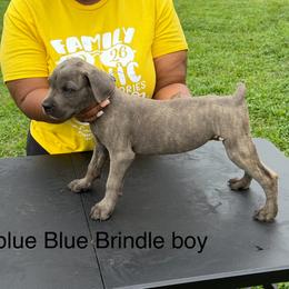 Blue - Gray brindle male Cane Corso puppy in Laplace, Louisiana from BFM Cane Corso’s