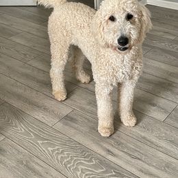 Poppy - Goldendoodle