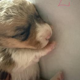 Girl 2 - Red female Pembroke Welsh Corgi puppy in Sterling, Connecticut from Corgi Cottage