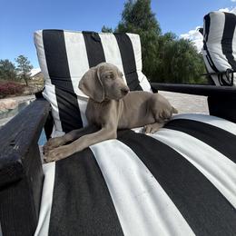 Weimaraner Puppies from Kennedy Weimaraners