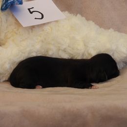 Sizzle - Black female Havanese puppy in Salt Lake City, Utah from Steal Your Heart Havanese