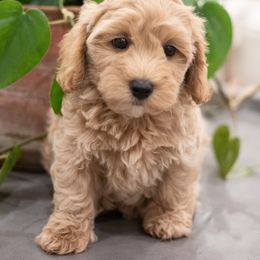 Maltipoo, Shichon, and Shihpoo Puppies from Timbercreek Puppies