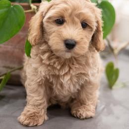 Maltipoo, Shichon, and Shihpoo Puppies from Timbercreek Puppies