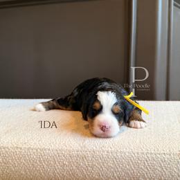 Ida - Tri-color female Bernedoodle puppy in Tulsa, Oklahoma from The Poodle Co. Raising Doodles & Poodles