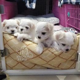 Maltese Puppies from Diamond Stars Maltese