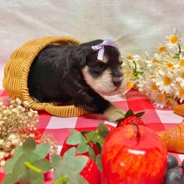 Daytona - Black and silver female Miniature Schnauzer puppy in Huntington, Utah from Schnauzers on Robinson Lane