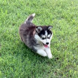 Pia boy - Black and white male Pomsky puppy in Enid, Oklahoma from Mile Hi Pomskies