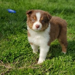 Aussiedoodle and Australian Shepherd Puppies from Rockin' Aussies