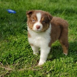 Aussiedoodle and Australian Shepherd Puppies from Rockin' Aussies