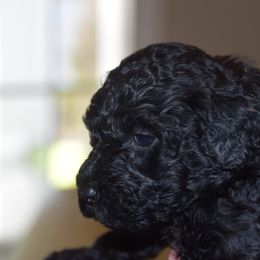 Portuguese Water Dog Puppies from Southern Splash