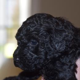 Portuguese Water Dog Puppies from Southern Splash