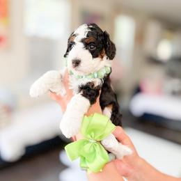 Banjo-Light Green - Tri-color male Bernedoodle puppy in Ontario, California from Teddy Doodles & Standard Poodles