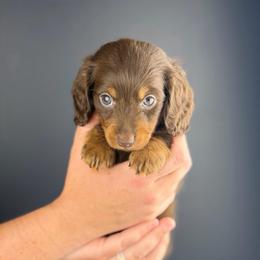 Chaol - Chocolate and tan male Dachshund puppy in Huffman, Texas from Alex's Dachshunds
