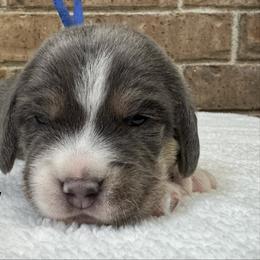 Gilly AKC - Blue tan and white male Beagle puppy in Rogersville, Missouri from Hales Little Beagle Haven