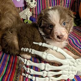 Piper - Red tri-color male Australian Shepherd puppy in Arlington, Texas from Firelight Australian Shepherds