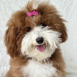 Goldendoodle puppies from Meadowlark Park