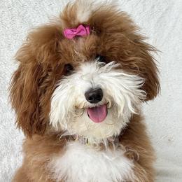 Goldendoodle puppies from Meadowlark Park