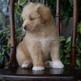Slinky Dog - Apricot male Schnoodle puppy in Grove, Oklahoma from Grand Lake Poodles & Doodles