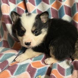 Putzie - Black and tan male Pembroke Welsh Corgi puppy in Azle, Texas from T & K Corgis