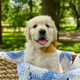 Mr. Dyson - Light golden male Golden Retriever puppy in Midlothian, Texas from Brightest Days