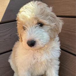 Whisper - White female Bernedoodle puppy in Mint Hill, North Carolina from Ball-Y-Hoo Bernedoodles