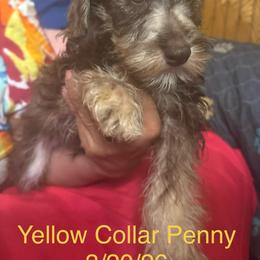 Royal ( yellow ) Penny - Liver female Miniature Schnauzer puppy in Chicago, Illinois from Cuddly Cutts Pets