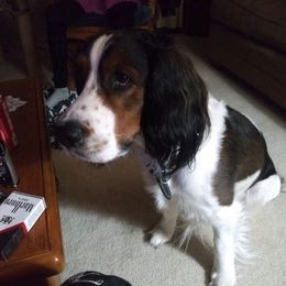 English Springer Spaniels from Kimberley's Springers