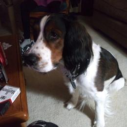 English Springer Spaniels from Kimberley's Springers