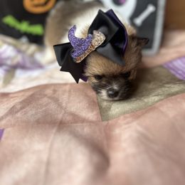 Pomeranian Puppies from Perez Pomeranians