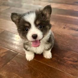 Red Collar Girl Poppy - Blue female Pembroke Welsh Corgi puppy in Paris, Kentucky from Flat Run Corgis