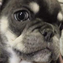 French Bulldogs from FLYING DD RANCH