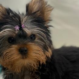 Yorkshire Terriers from Jeanie Broyles