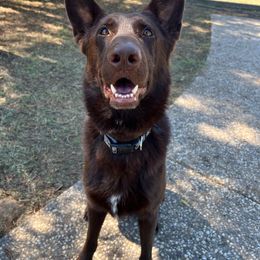 Rollo - German Shepherd