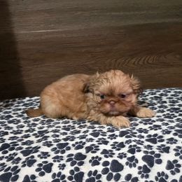 Male 1 - Liver male Shih Tzu puppy in Meadows Of Dan, Virginia from Walt’s Shih Tzus