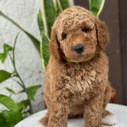 Galaxy. Yellow collar - Apricot female Goldendoodle puppy in Placentia, California from Zari Benji Doodles