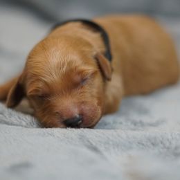 Black Girl - Dark golden female Golden Retriever puppy in Ozark, Alabama from Nomadic Reds Golden Retrievers