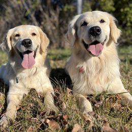 Golden Retriever puppies from The Wildfire Ranch