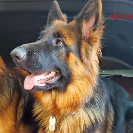 arianna - German Shepherd