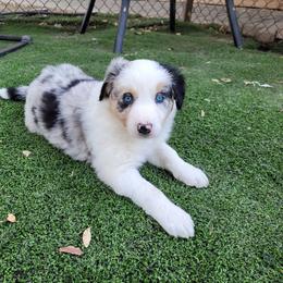 Mallie - Blue merle female Border Collie puppy in Morgan, Texas from Shooting Star Ranch