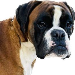 Gabriella - Boxer