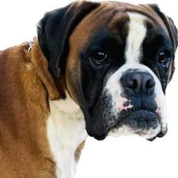 Gabriella - Boxer