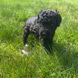 Artemis - Black female Poodle puppy in Little Compton, Rhode Island from Shippee’s Standards