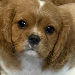 Cavalier King Charles Spaniels, Cavapoos, and Goldendoodles from 406springhilldoodles