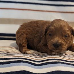 Blue collar - Red male Companion Cross puppy in Tom's Brook, Virginia from rising sun duck tollers