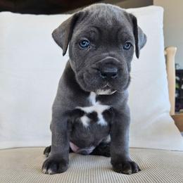 Male gray 6 - Gray male Cane Corso puppy in Jacksonville, North Carolina from Coliseum de Cassiope