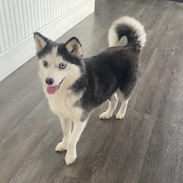 Peanut - Pomsky