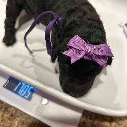 Asia - Silver female Poodle puppy in Mobile, Alabama from Semmy’s Standard Poodle LLC
